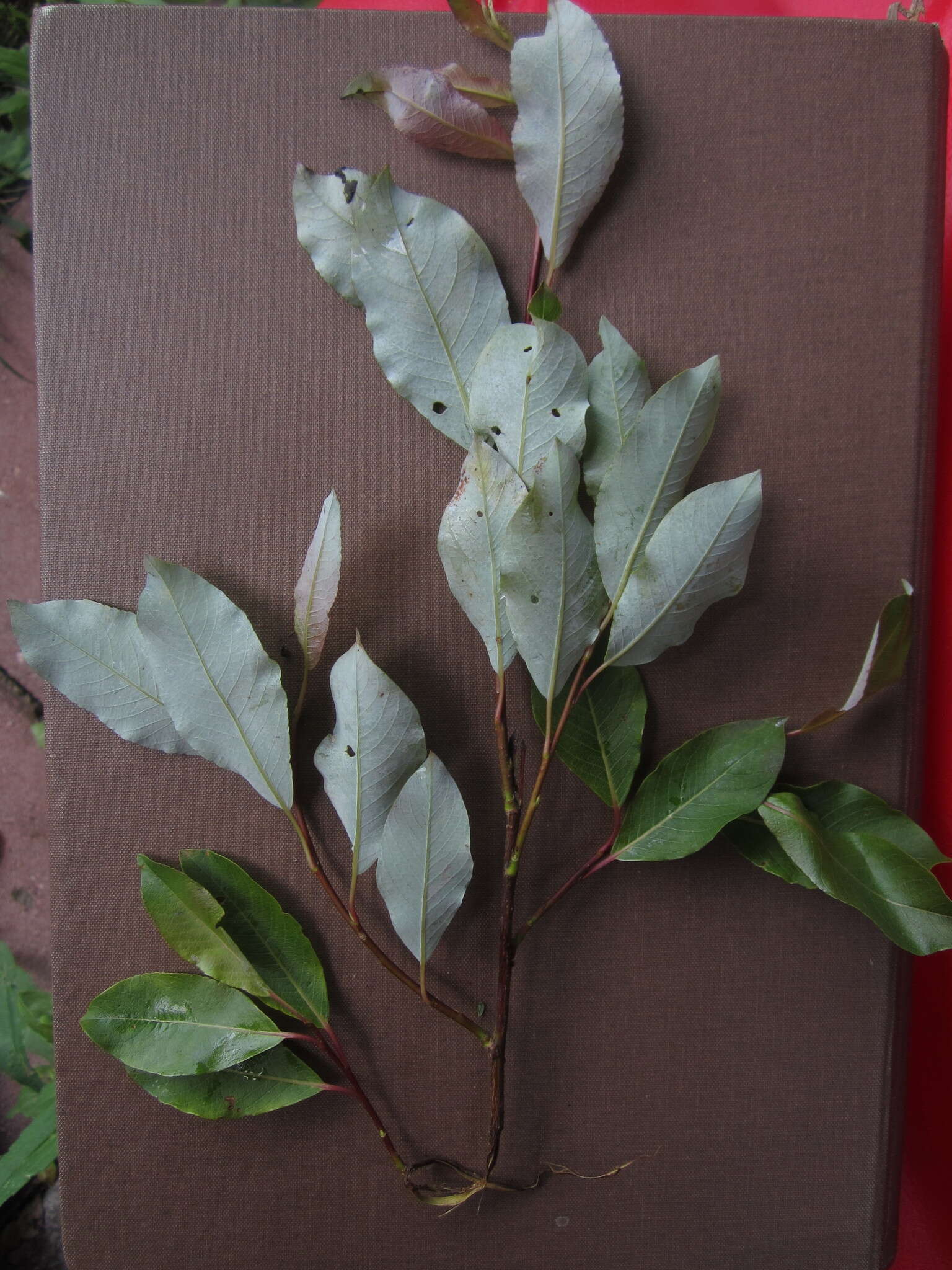 Image of diamondleaf willow