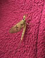 Image of Common Mayfly