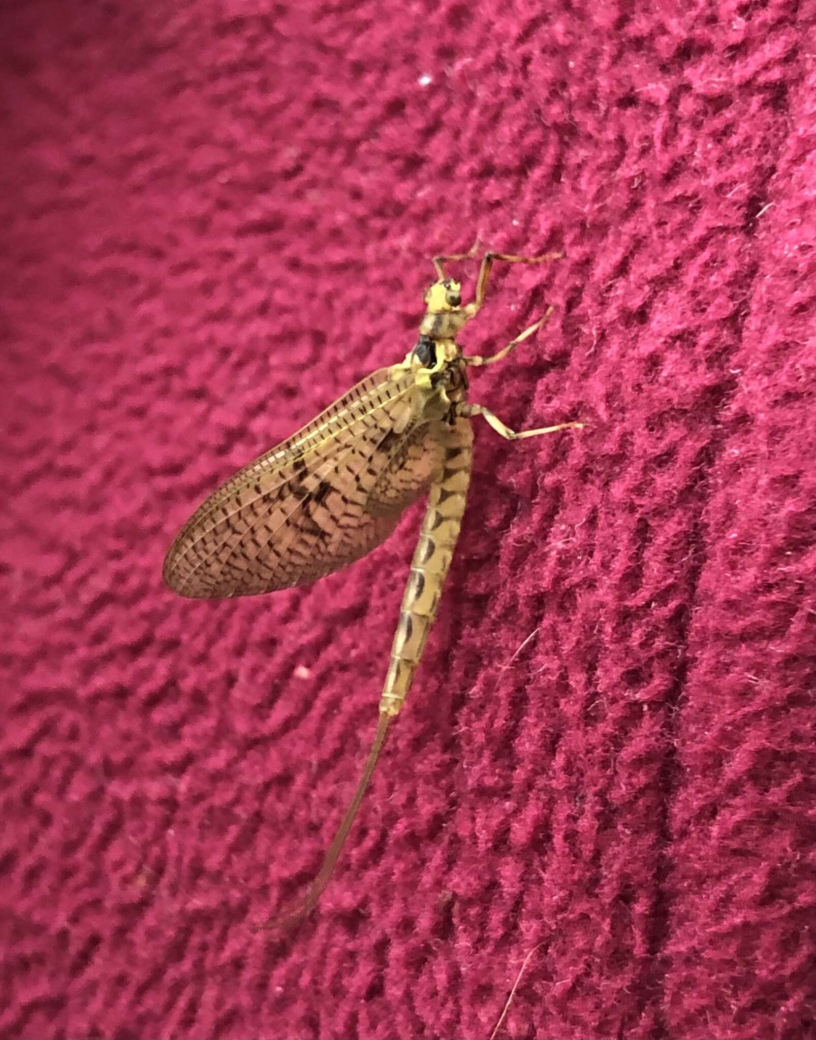 Image of Common Mayfly