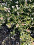 Image of Grevillea crithmifolia R. Br.