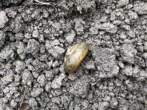 Image of Shadow Snail