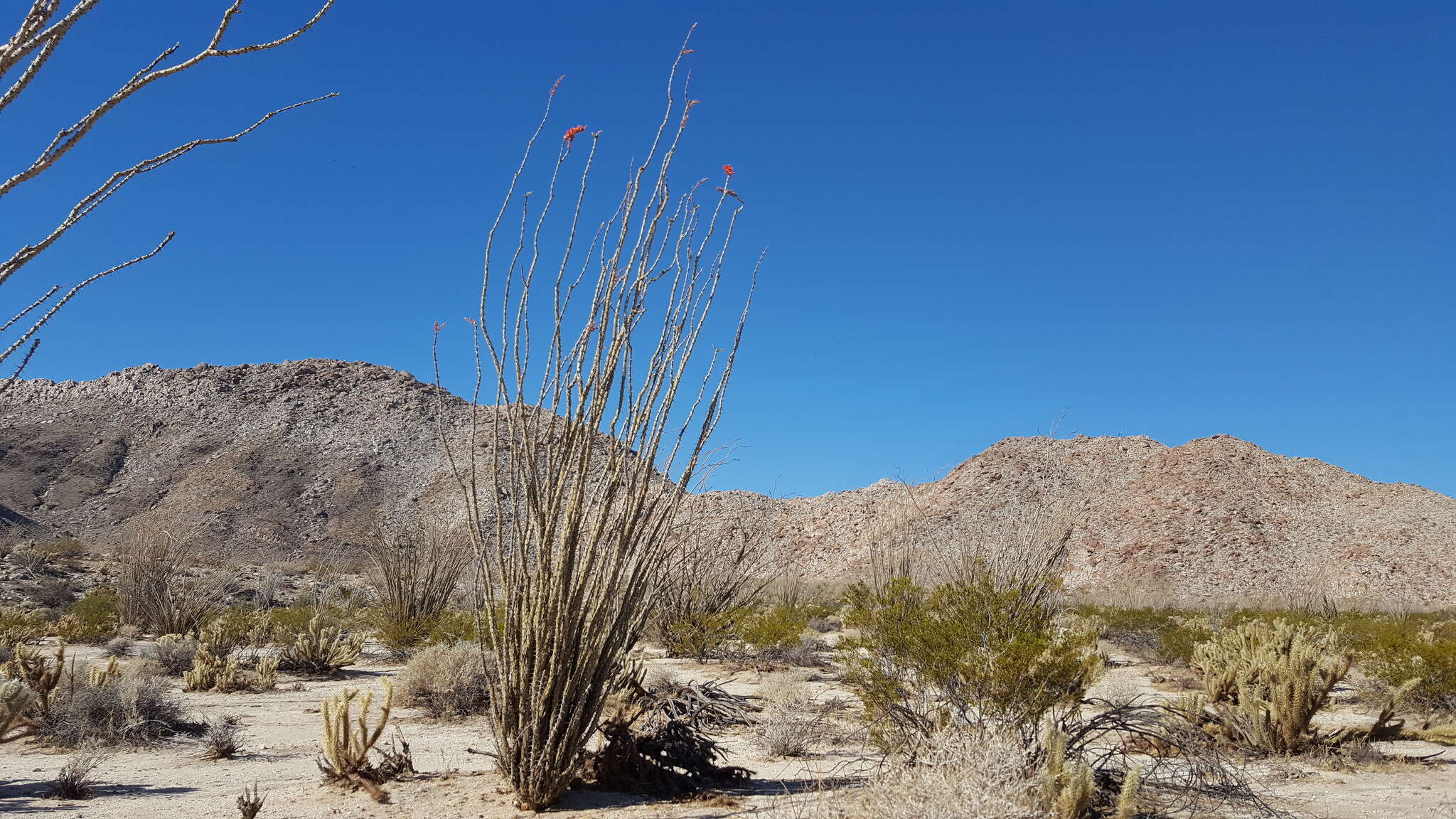 Image of Fouquieria splendens subsp. splendens