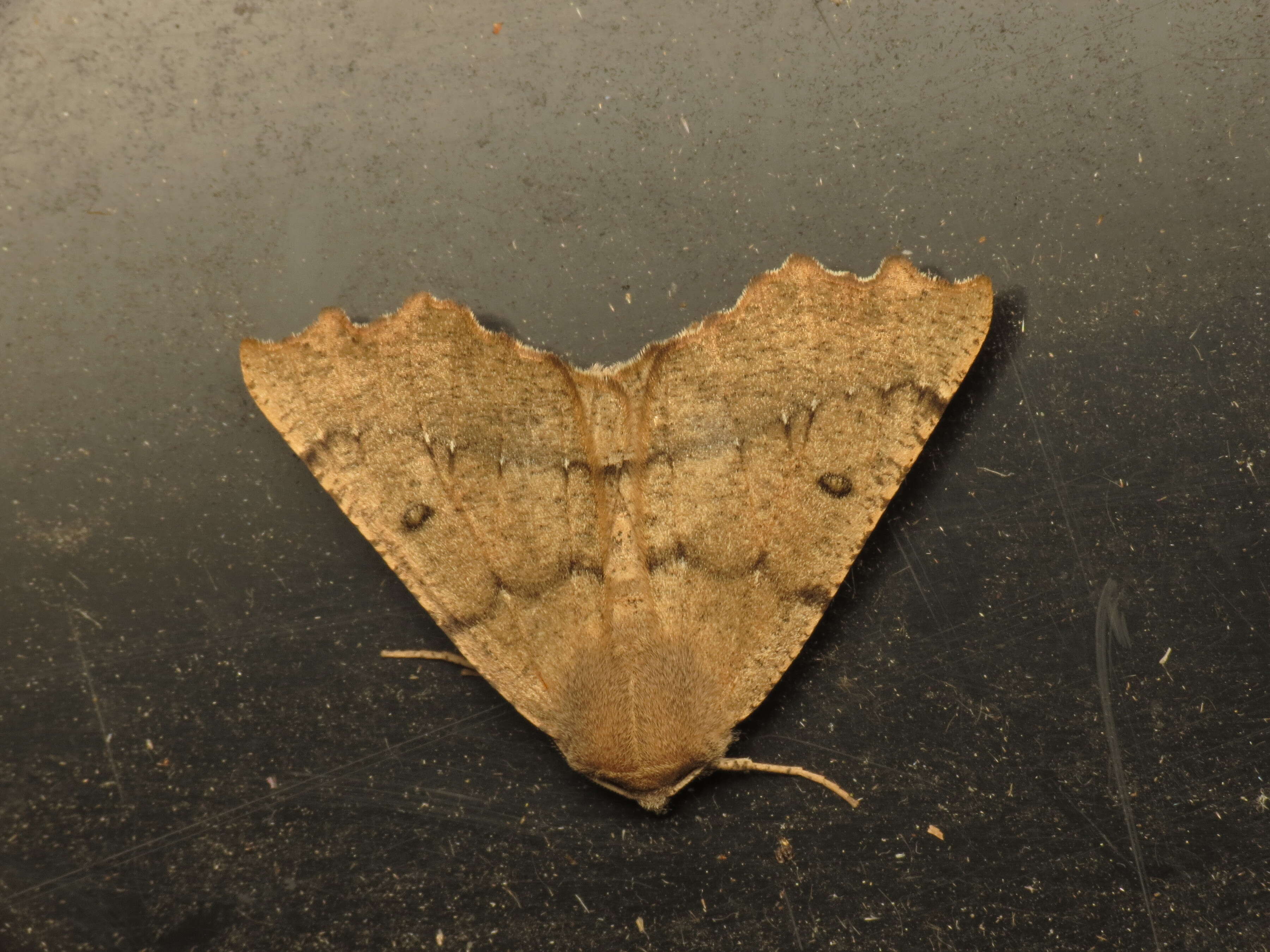 Image of scalloped hazel