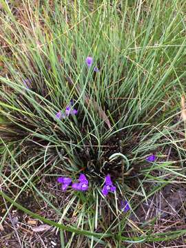 Image of Patersonia fragilis (Labill.) Asch. & Graebn.