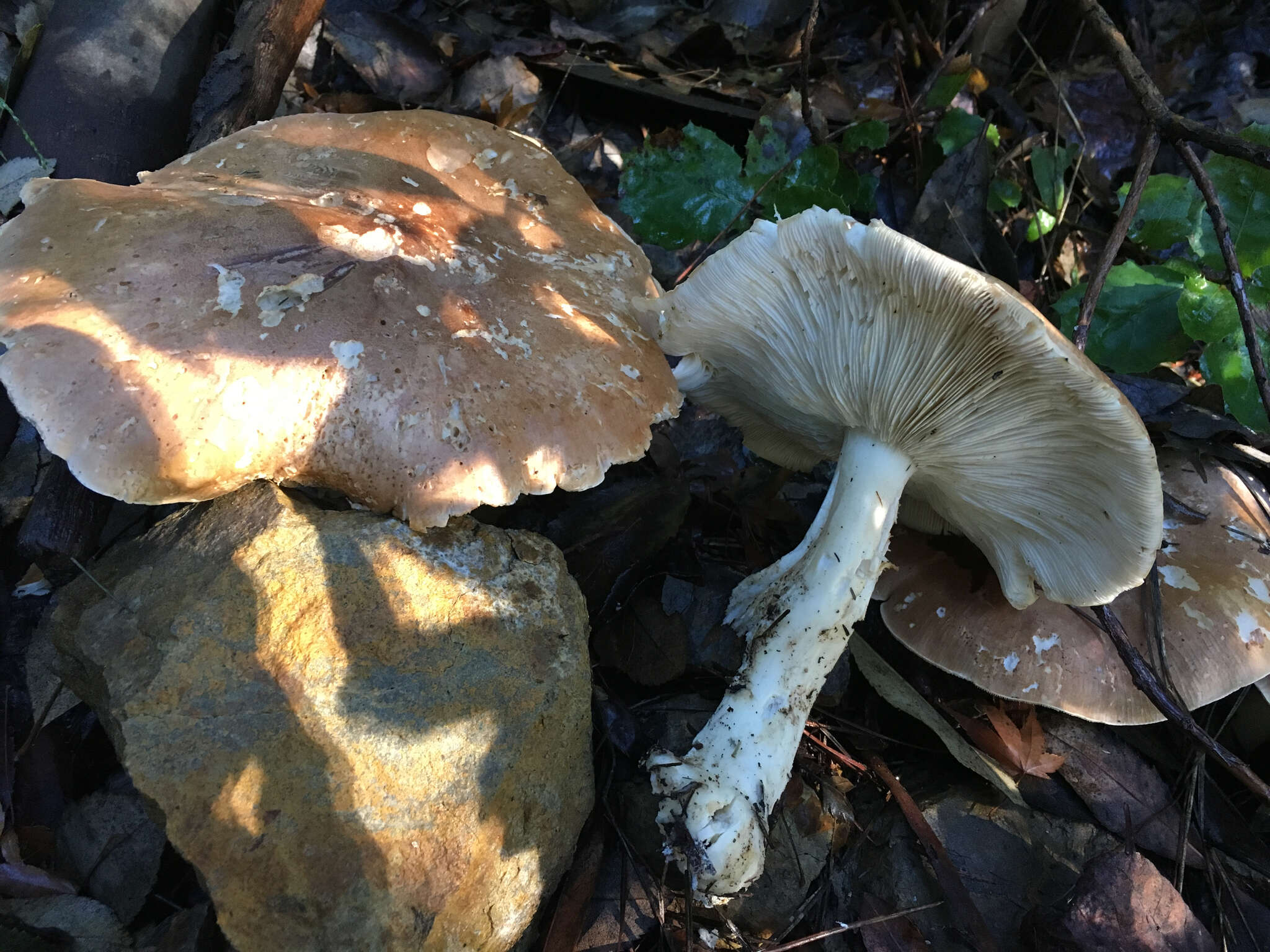 Image of bitter brown leucopaxillus