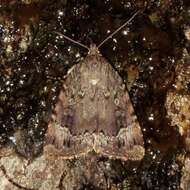 Image of Copper Underwing