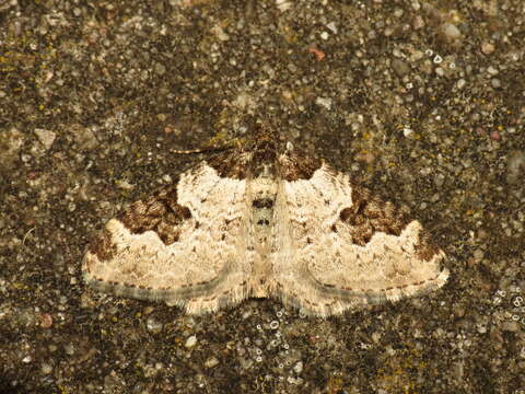 Image of garden carpet