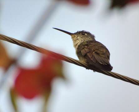 Image of Azure-crowned Hummingbird