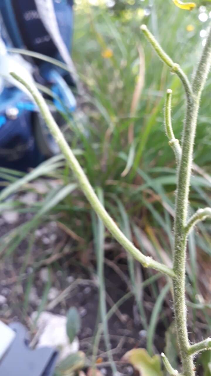 Слика од Hesperis laciniata All.