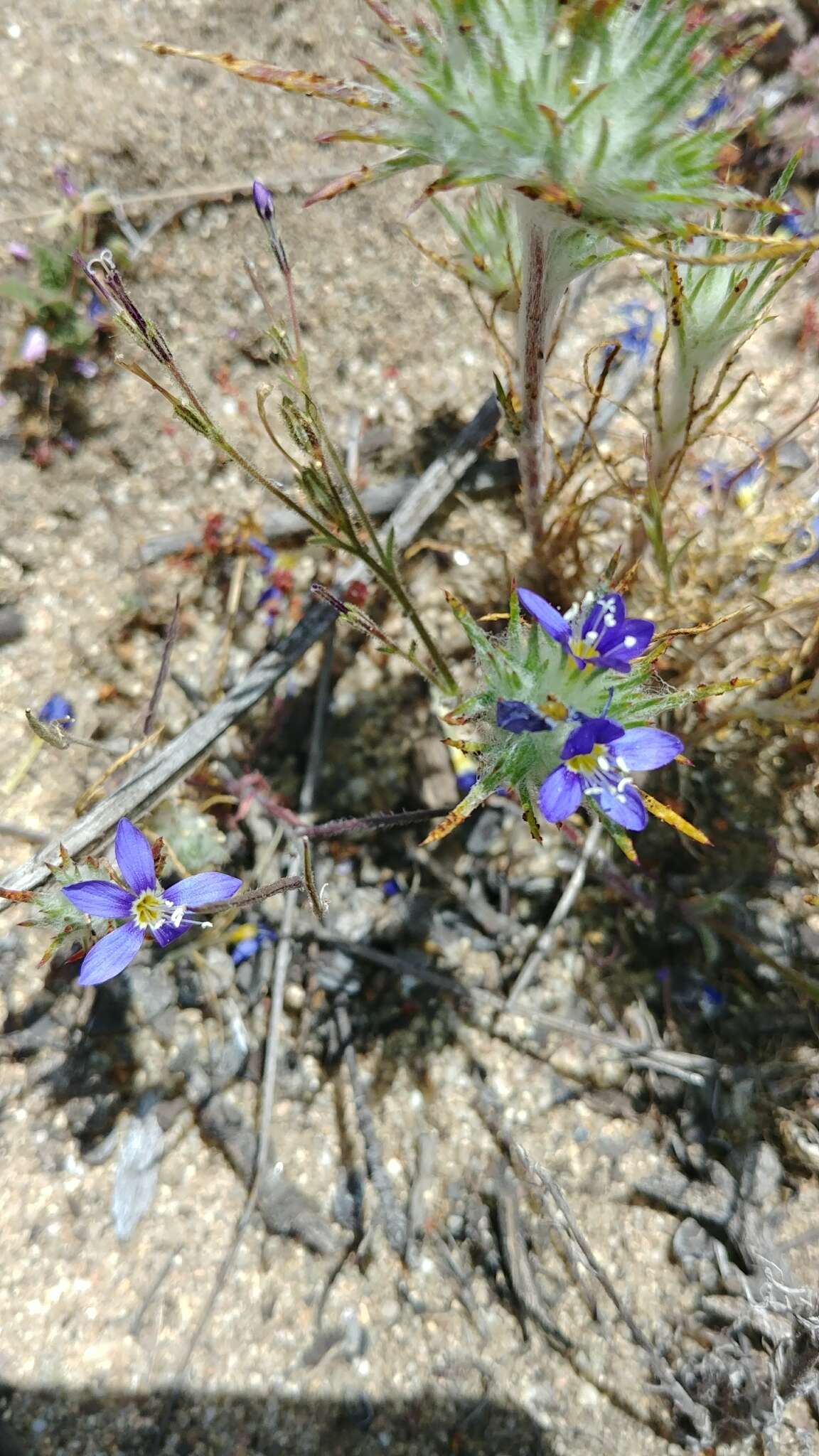 Image of wand woollystar