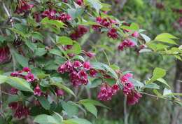 Image of crimson weigela