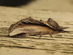 Image of Greater Swallow Prominent