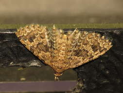 Image of twenty-plume moth