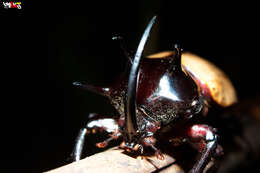 Image of Eupatorus gracilicornis Arrow 1908