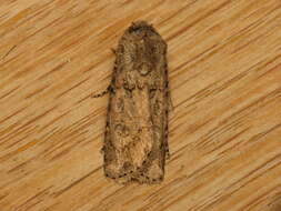 Image of turnip moth