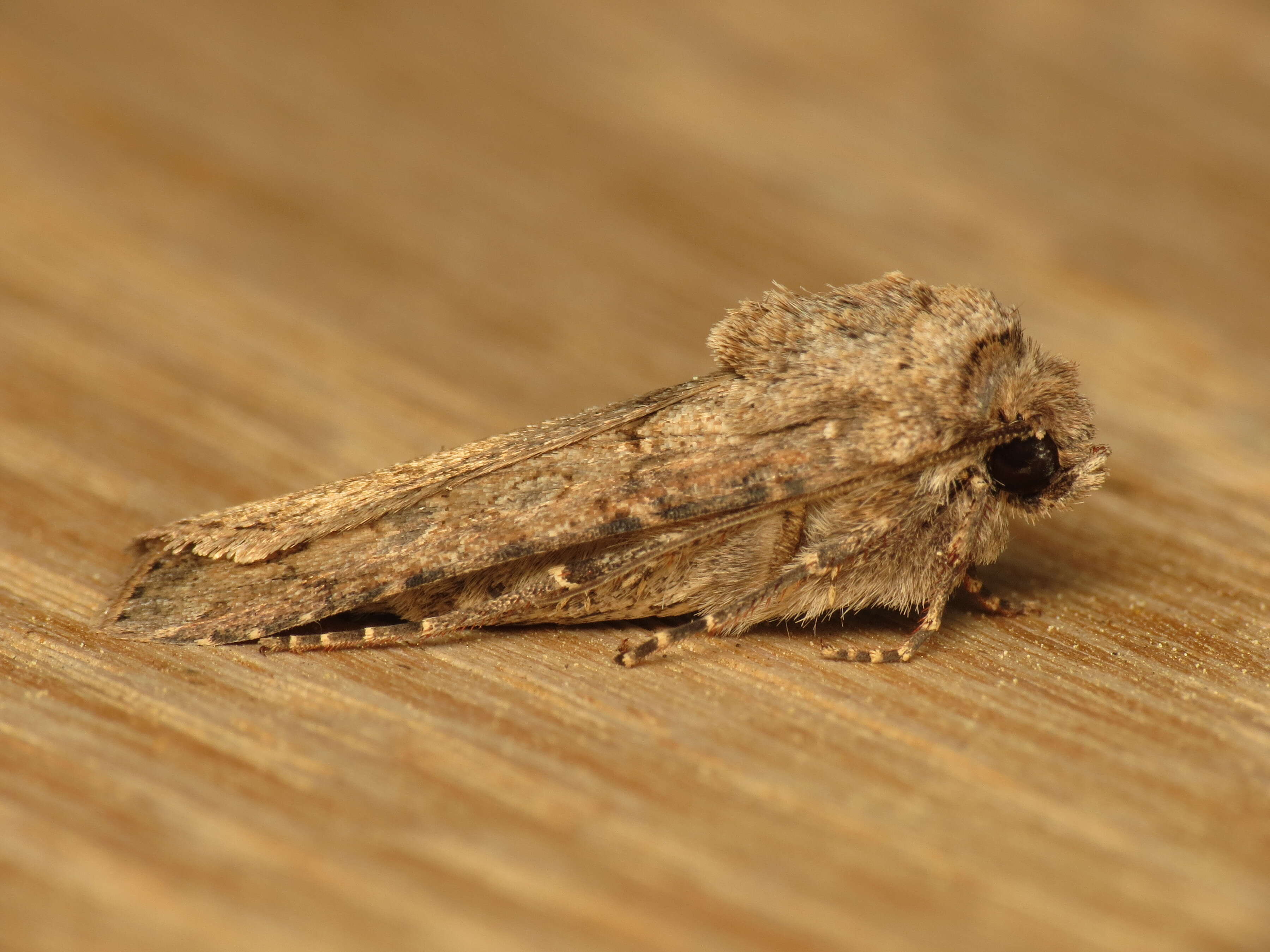 Image of turnip moth