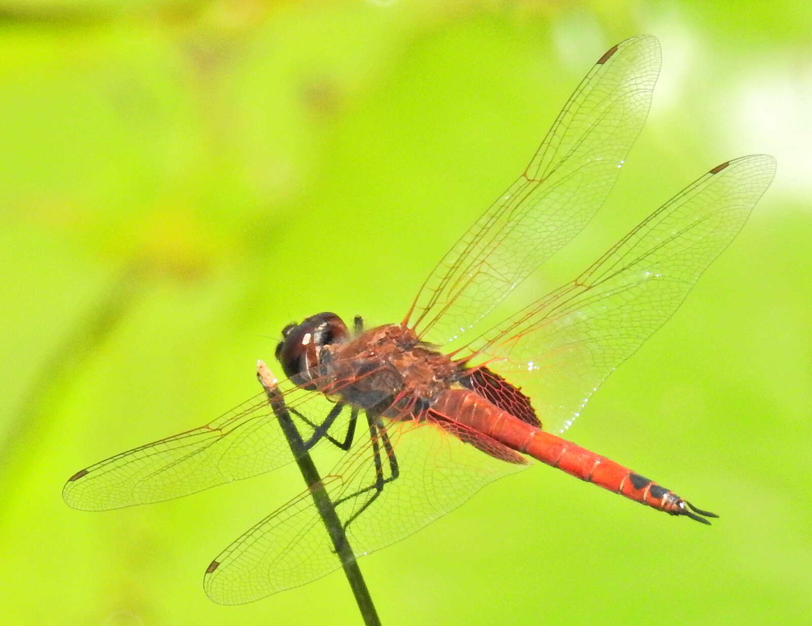 Tramea limbata (Desjardins 1835) resmi