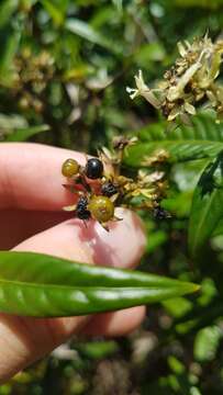 Image of Palicourea pseudinundata