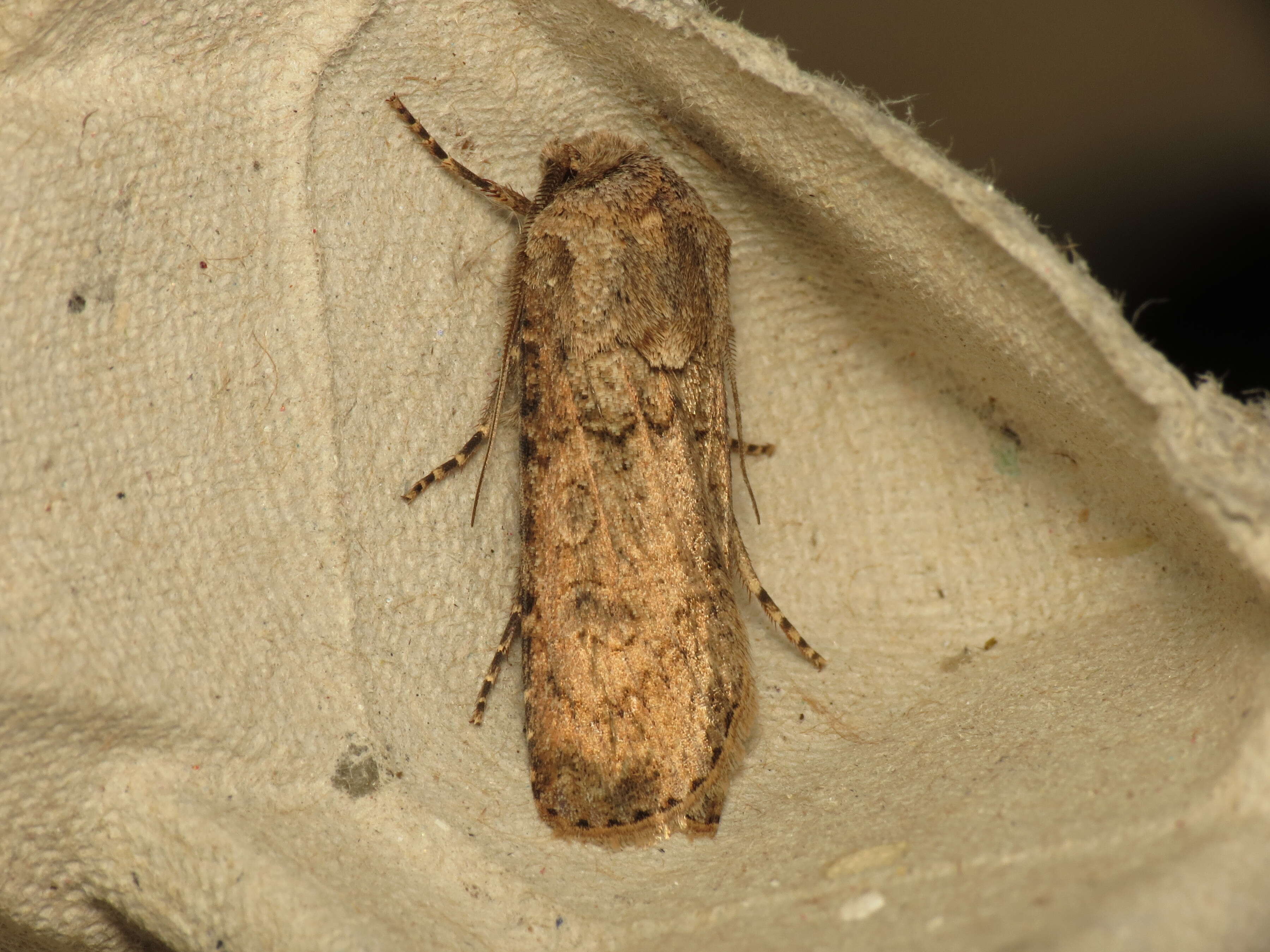 Image of turnip moth