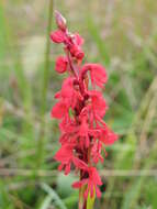 Imagem de Satyrium monadenum Schltr.