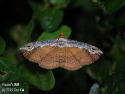 صورة Lophoruza vacillatrix Hampson 1910