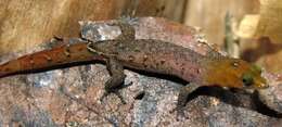 Imagem de Sphaerodactylus vincenti Boulenger 1891