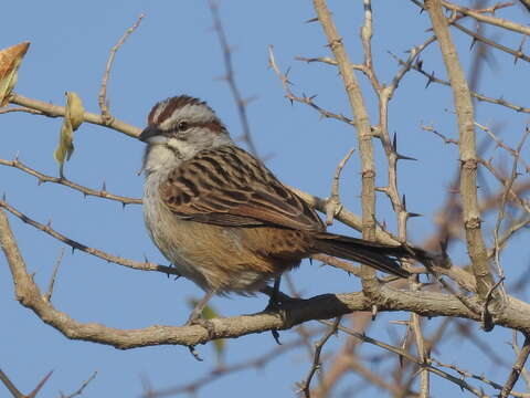 Image of Stripe-capped Sparrow