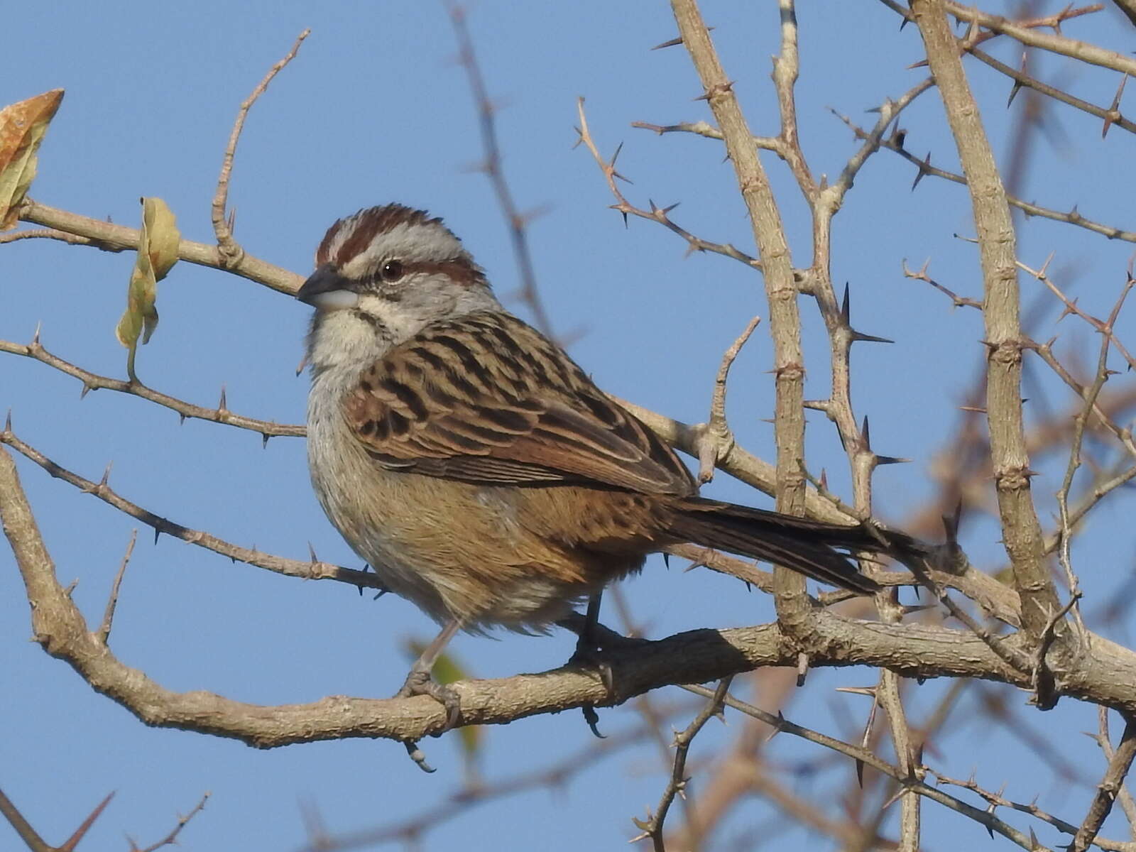 Image of Stripe-capped Sparrow