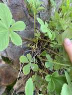 Image of Potentilla brachypetala Fisch. & Mey. ex Lehm.