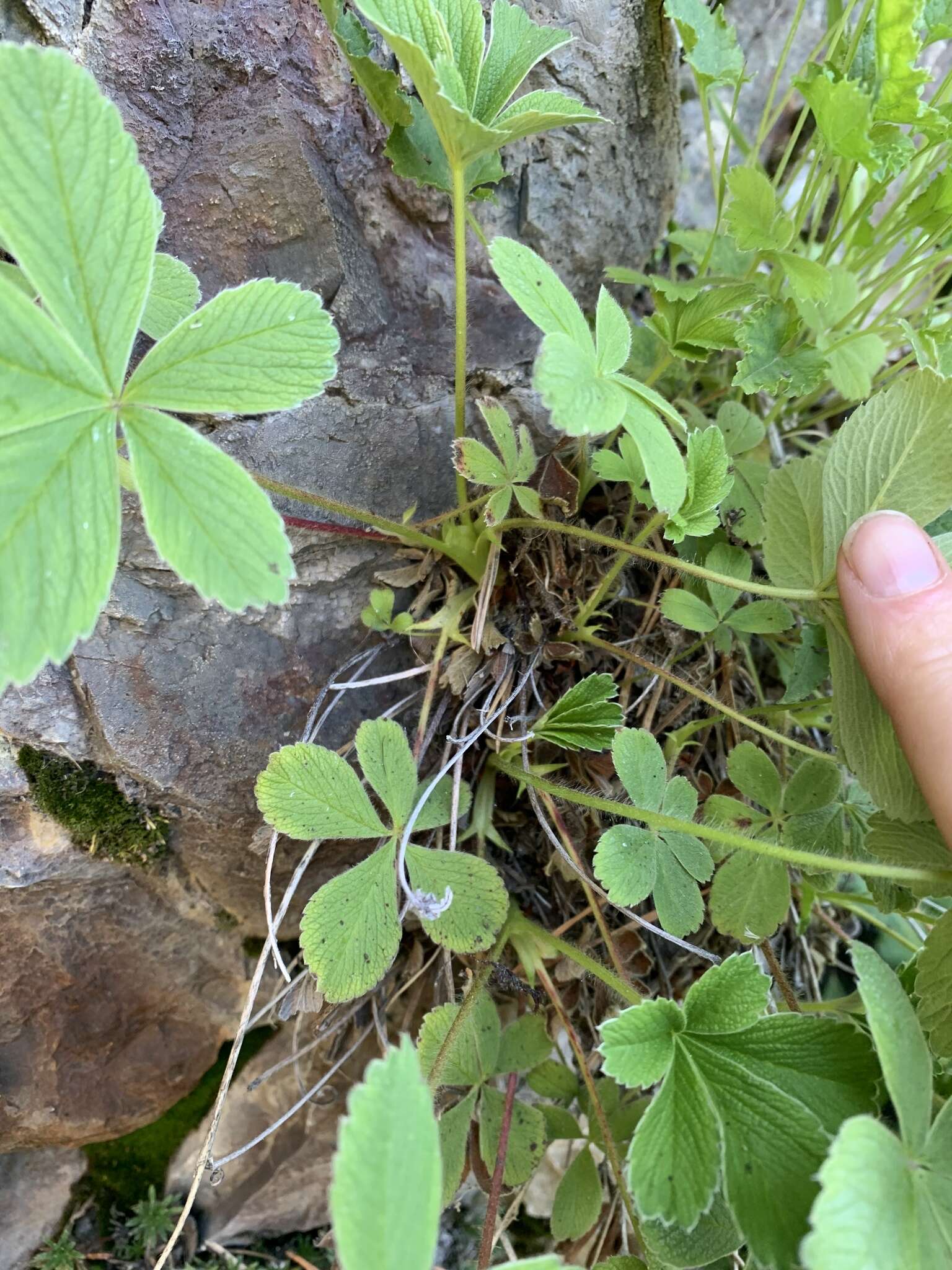 Image of Potentilla brachypetala Fisch. & Mey. ex Lehm.