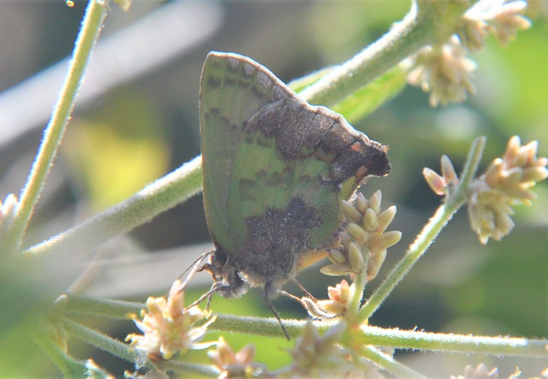 Image of Cyanophrys agricolor (Butler & H. Druce 1872)