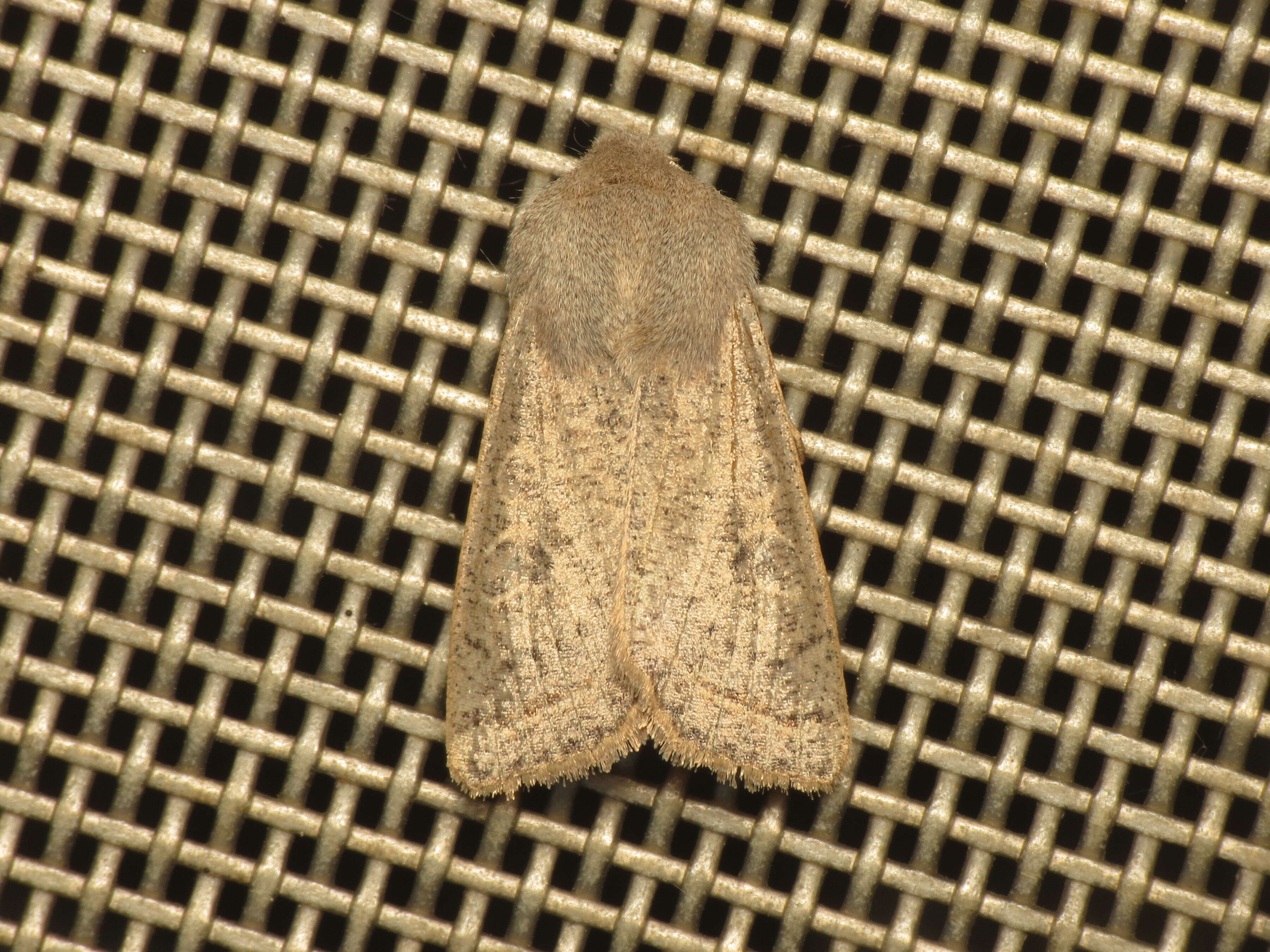 Слика од Orthosia gracilis Schiffermüller 1775