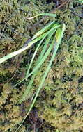 Image of Geissorhiza outeniquensis Goldblatt