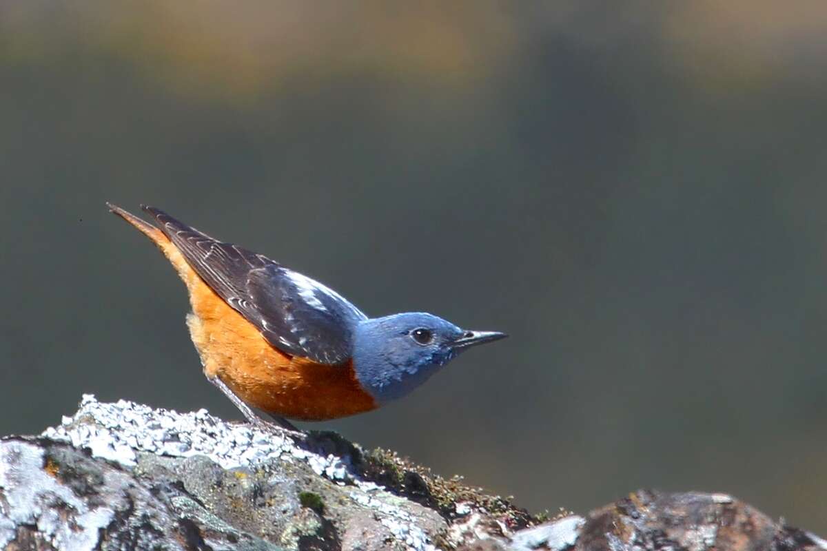 Plancia ëd Monticola saxatilis (Linnaeus 1766)