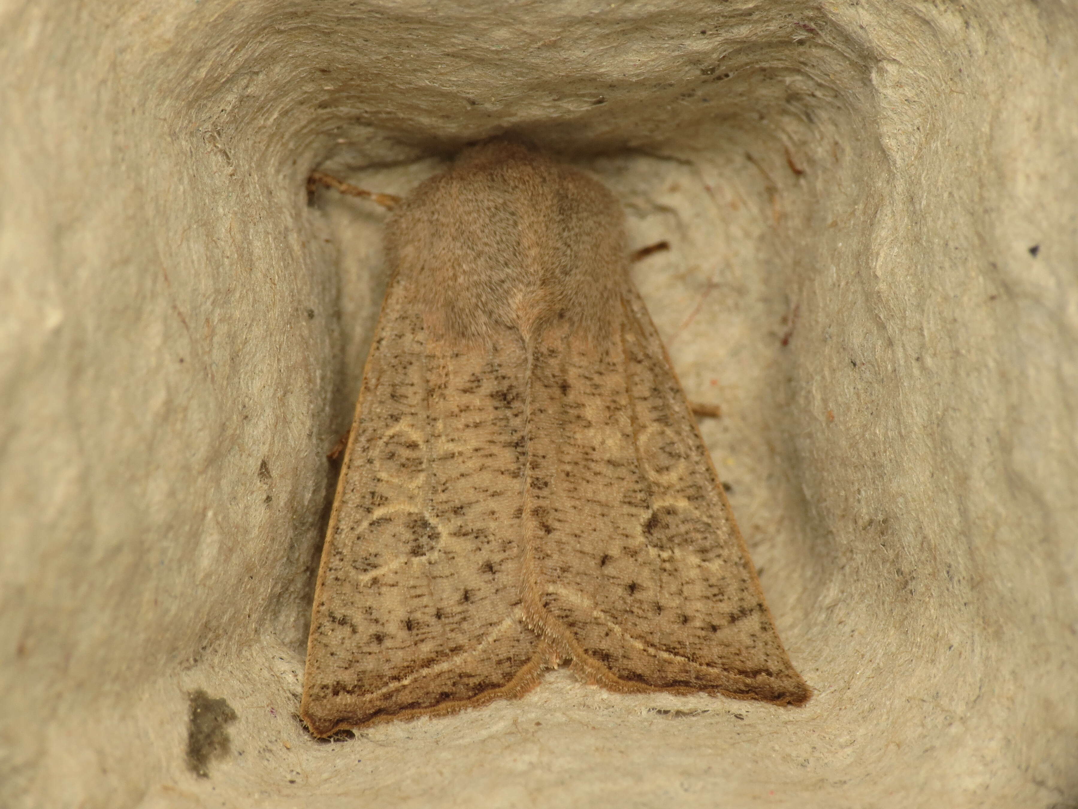 Слика од Orthosia gracilis Schiffermüller 1775