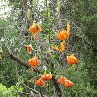 Lilium humboldtii W. Bull resmi