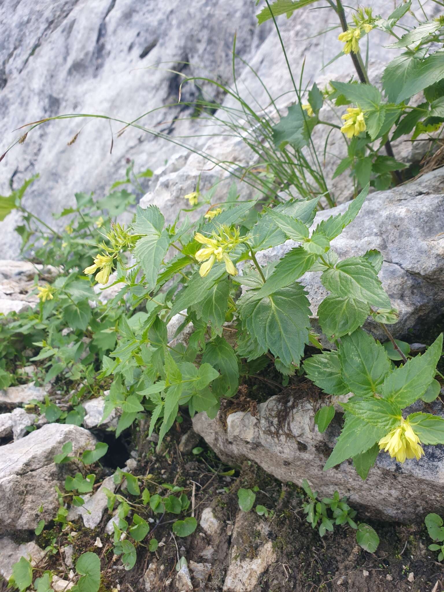 Imagem de Paederota lutea Scop.