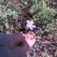 Sivun Oxalis drummondii A. Gray kuva