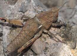 Image of Eumigus cucullatus almeriensis Bolívar & I. 1912