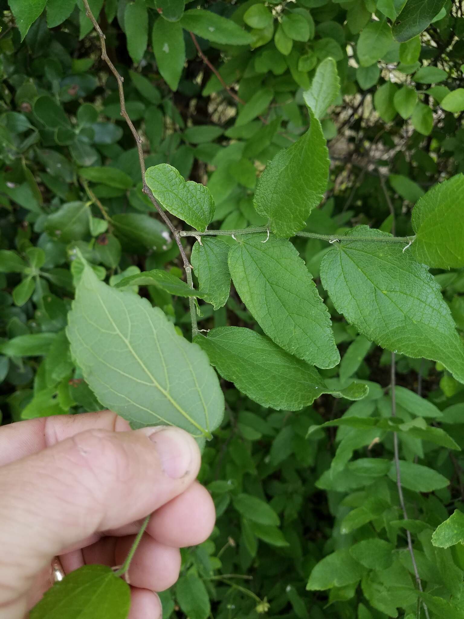 Celtis reticulata Boorsma 1907的圖片