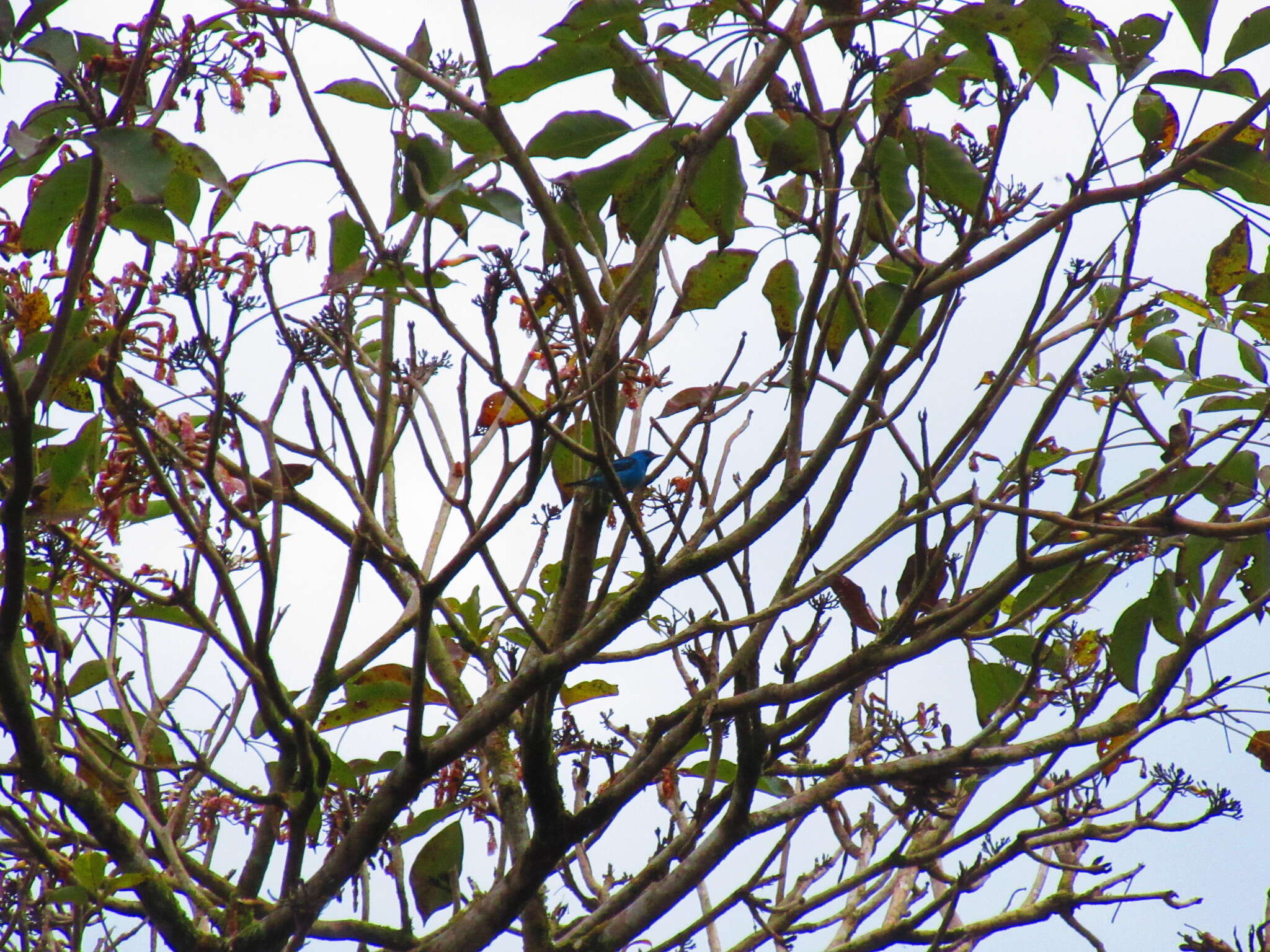 Image of Blue Dacnis