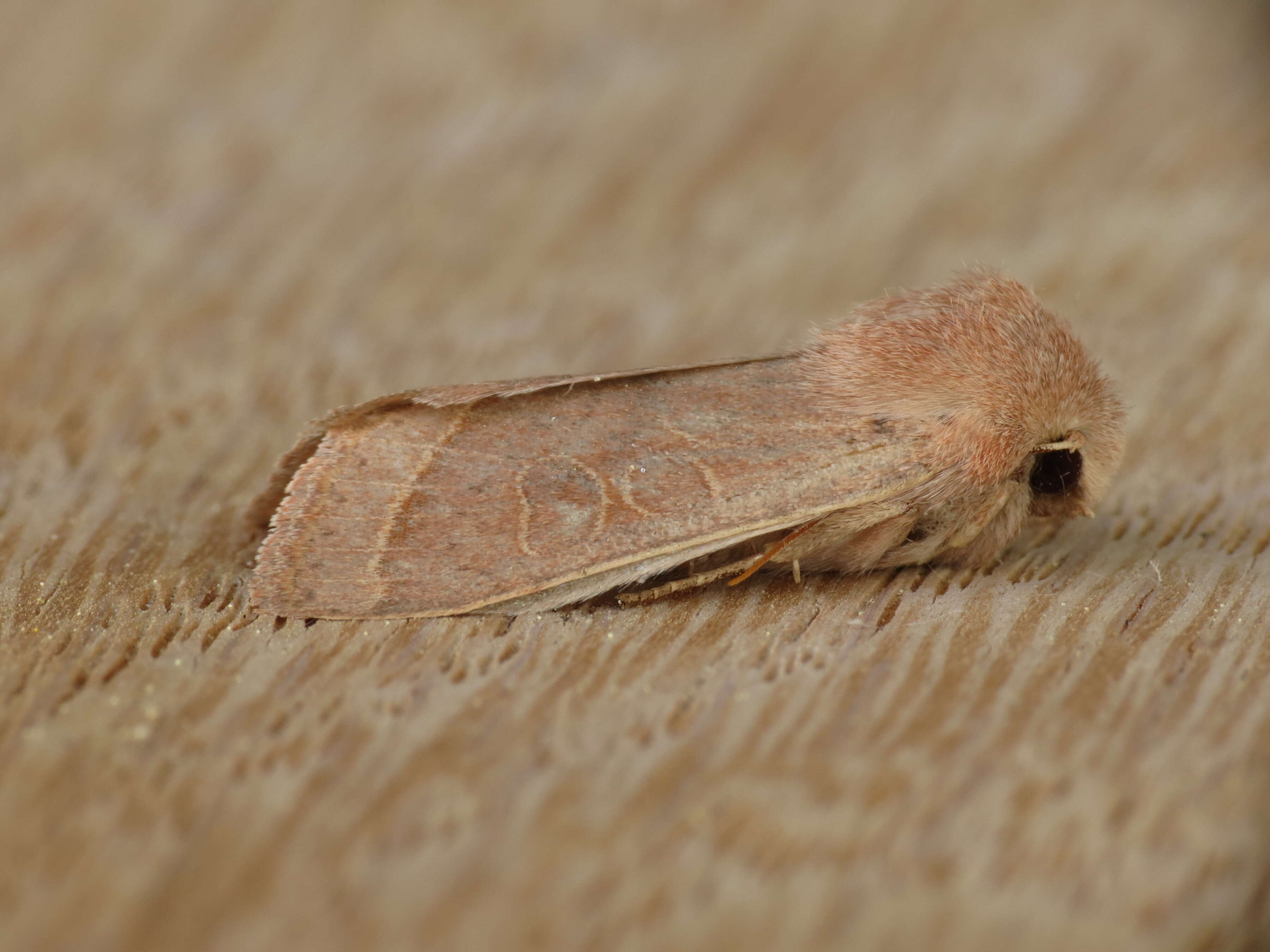 Слика од Orthosia gracilis Schiffermüller 1775