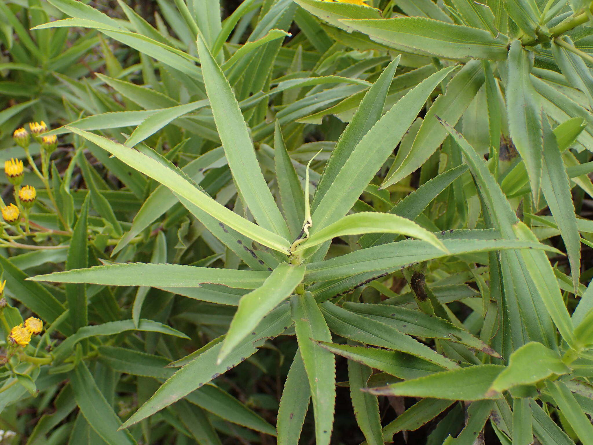 Image of Faujasia salicifolia (Pers.) C. Jeffrey