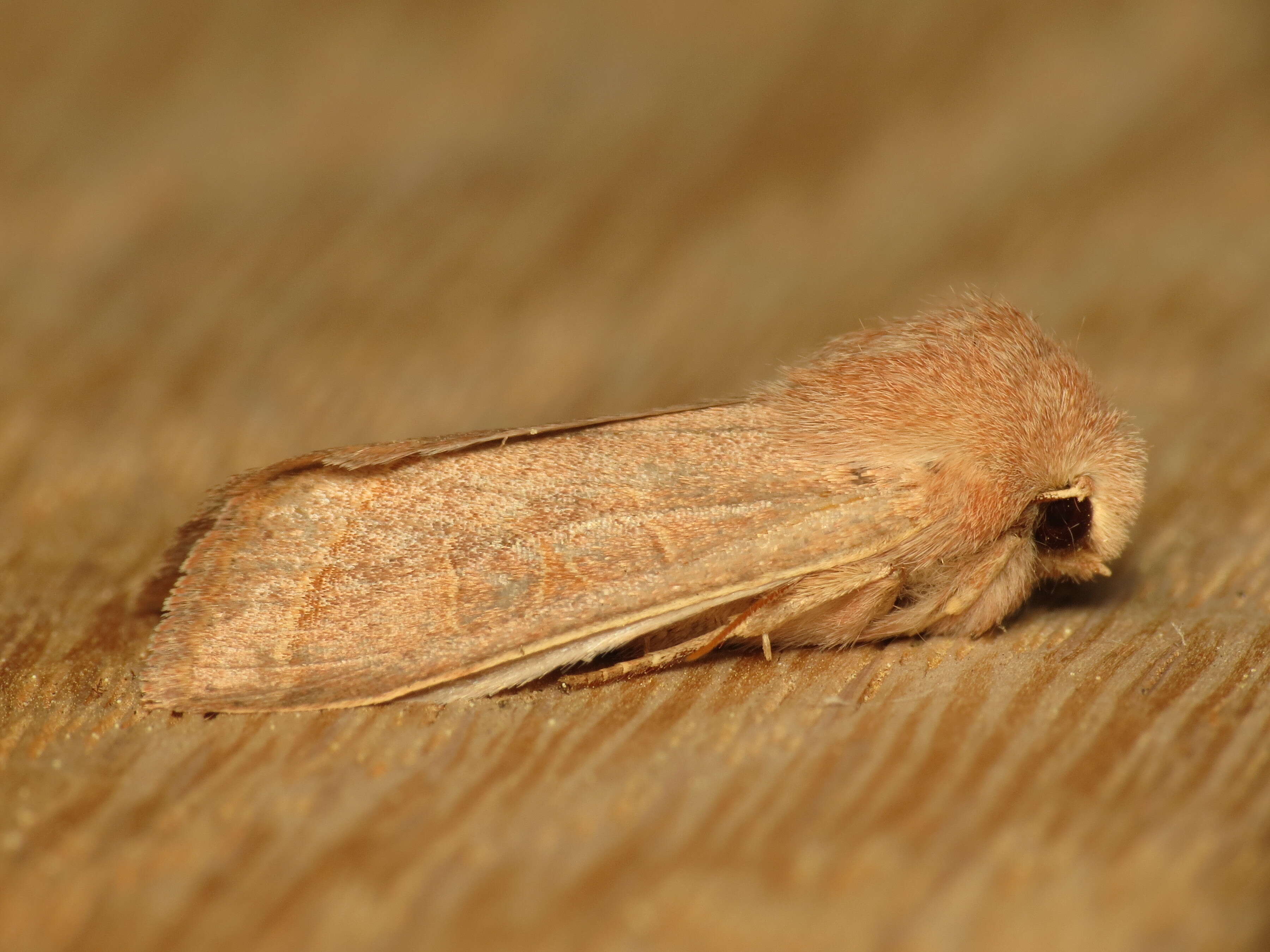 Слика од Orthosia gracilis Schiffermüller 1775