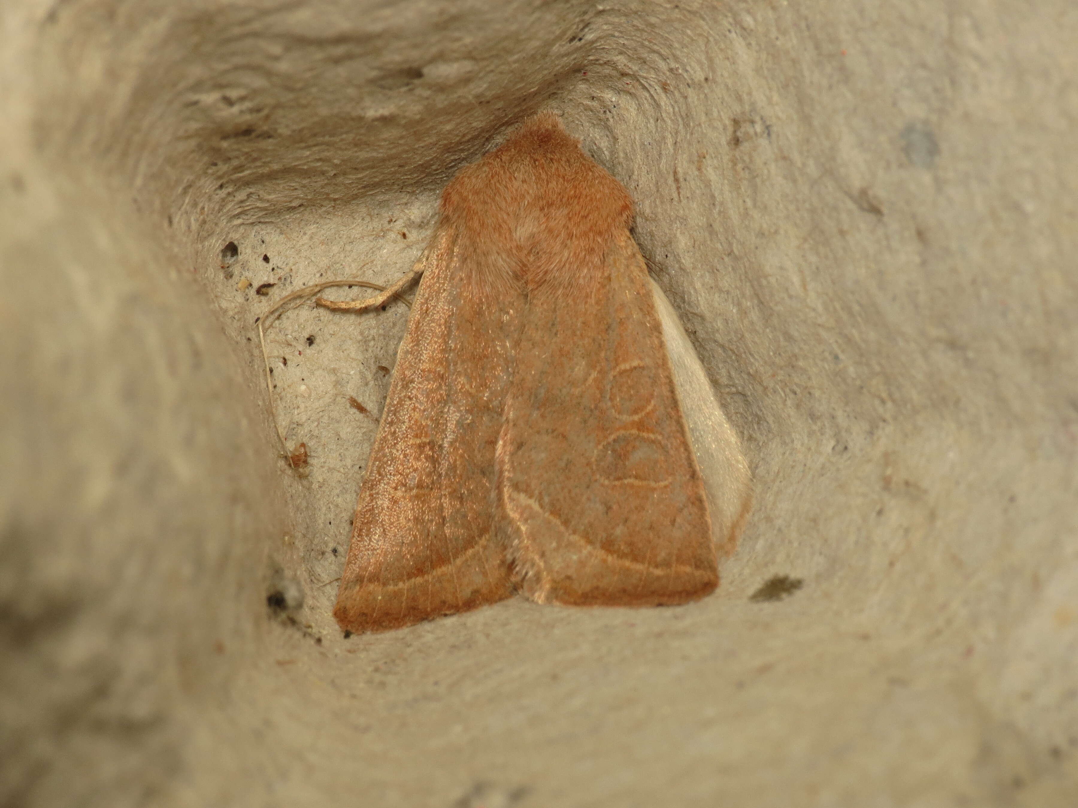 Слика од Orthosia gracilis Schiffermüller 1775