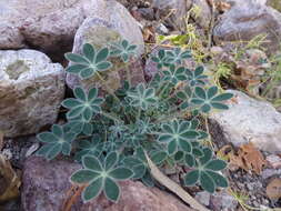 Image of Huachuca Mountain lupine