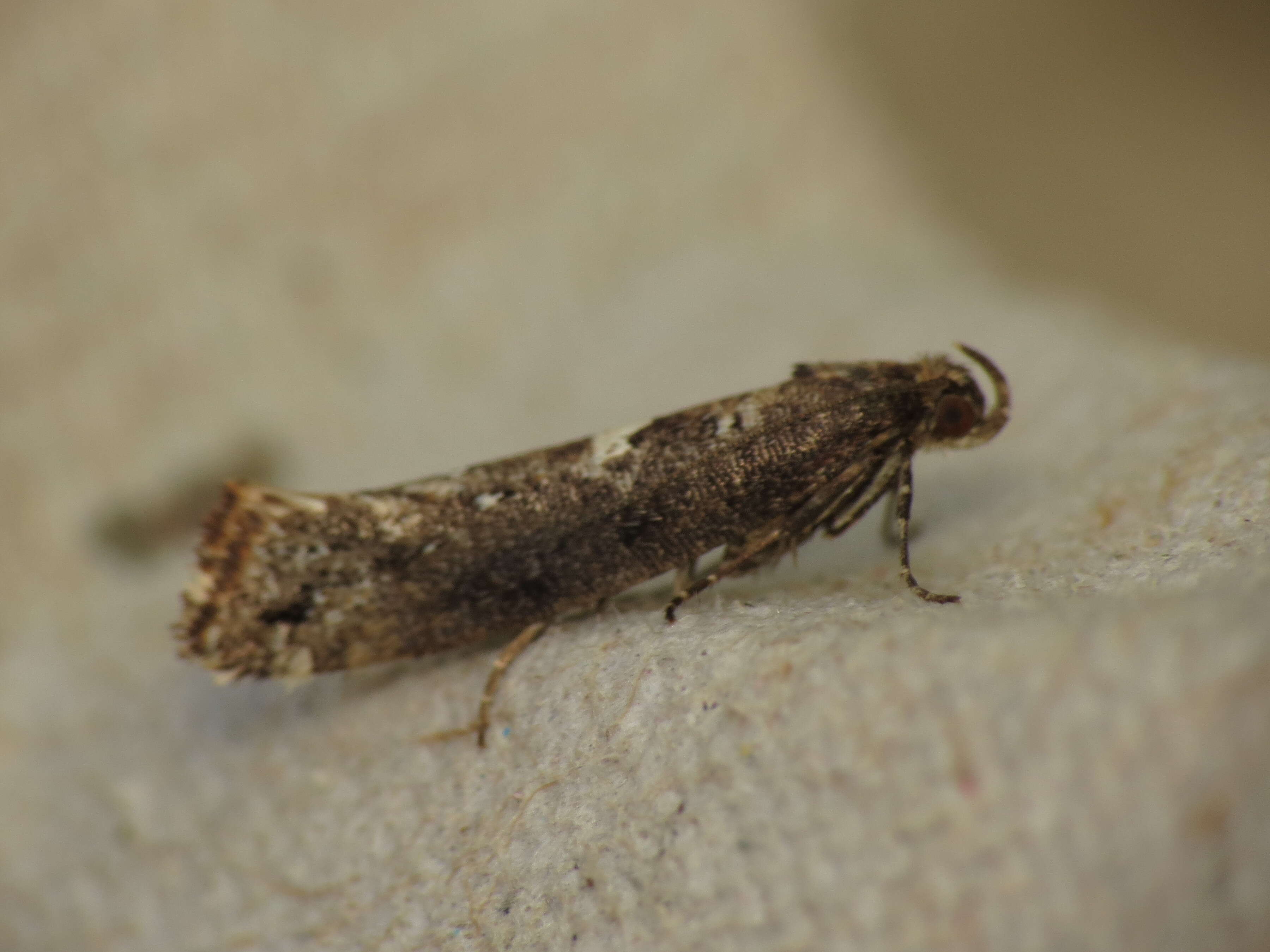 Слика од Acrolepiopsis assectella