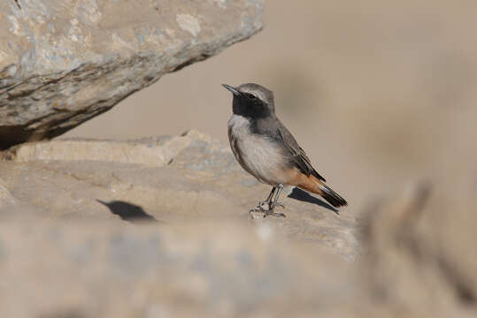 Image of Kurdish Wheatear