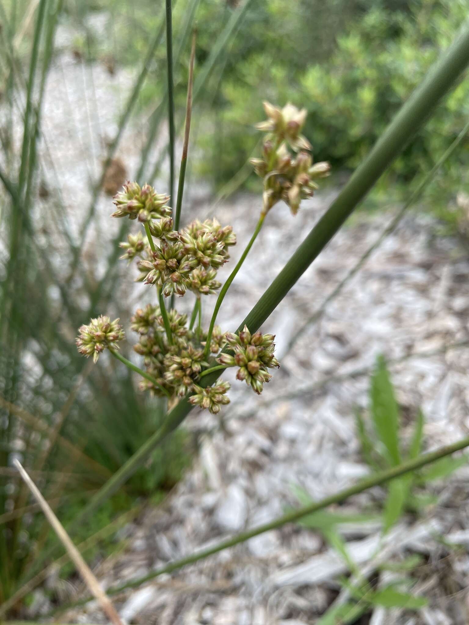 Image of Juncus gregiflorus L. A. S. Johnson