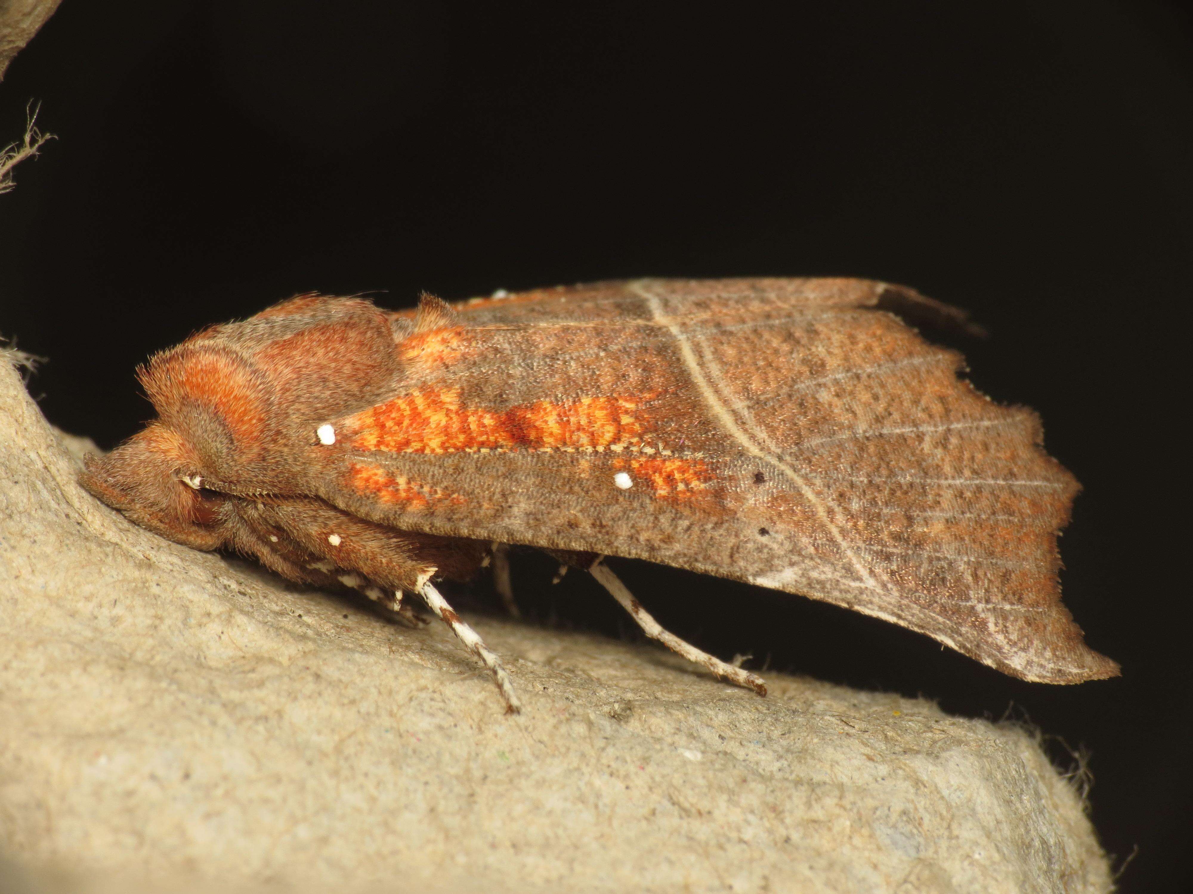 Image of Scoliopteryx Germar 1810